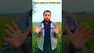boran foliar spray in wheat crop | Boran spray | #Boran #wheat #shorts #agriculture #viral
