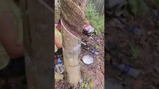 Grass and trees get a good night's sleep