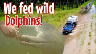 Feeding wild dolphins and camping in flooding rain.