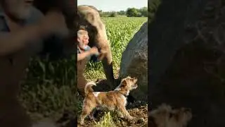Elephant's Epic Power Move Saves Field for Farmer and Dog