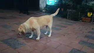 എന്റെ ചക്കര കുട്ടികൾ 😍😘😘#like #labrador #superst #doglove #share #pets #subscribe #love #video 