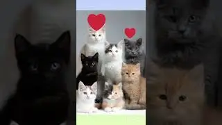 cute cat😻|#viral video #cartoon #ai