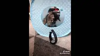 Casio beater watch getting the kitten test #kitten #funnycat Link in description for watch and tent