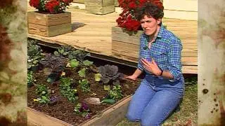 Ornamental Cabbage and Pansies