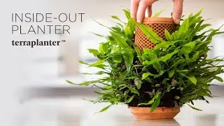Now On Kickstarter: Terraplanter  | visibly follow the journey from seed to plant