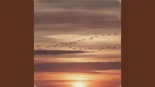 Cranes in the Sky