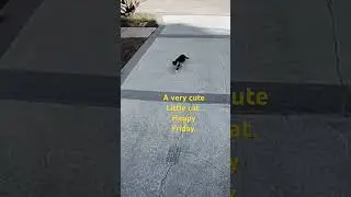 A very cute little cat. Happy Friday.