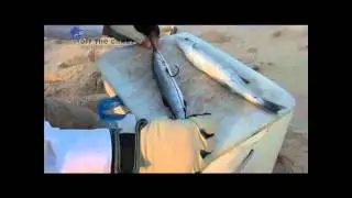 Tackle Tips: How to rig the Best bait for a Couta - Barracuda or Sea Pike