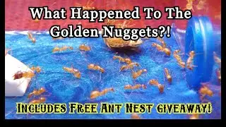 ANT KEEPING Featuring GOLDEN NUGGETS