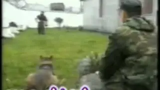 Russian SWAT dogs.