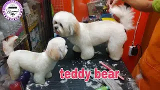 shih-tzu  Teddy bear style