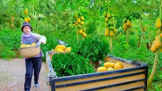 Harvest Papayas And Sweet Leaf Bush To Sell At The Market &ndash; Village Girl Life: Cooking, Gardening