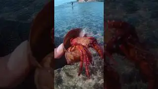 Kepiting Pertapa dari Superfamilia Paguroidea Alias KALOMANG‼️🤣😂