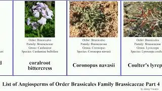 List of Angiosperms of Order Brassicales Family Brassicaceae Part 4 crambe descurainia desert wild