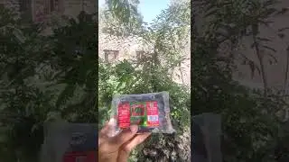 شجرة التمر الهندي في العراق محافظة ميسان #زراعه عن طريق بذره #عالم النحل والزراعه