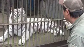 2019.2.3 宇都宮動物園☆ホワイトタイガーのアース王子＆シラナミ姫_03