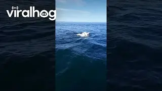 Boaters Cross Paths With Polar Bear and Her  Cubs || ViralHog