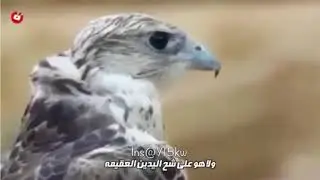 شيلة الطير غالي (( مبروك )) || كلمات عبدالله الظفيري || اداء يوسف العنزي