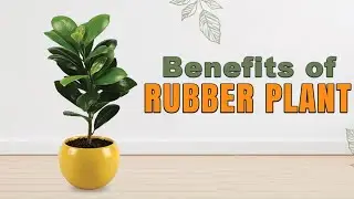 Why You Need a Rubber Plant in Your Life - Health and Home Benefits | Liv Pranic