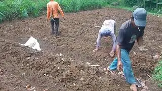 proses dan cara tanam jahe emprit