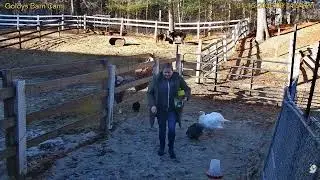 Goldy's Paddock Rescues 914am ET grain Sometimes Zebus; Donkeys Minis Sally Chickens 1162026