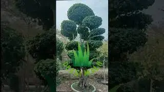 Home and farm decor imported plants||#shorts #landscape #viral #trending