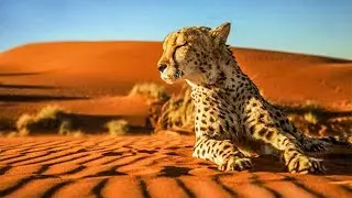 Discover The Carnivore Conservation And Research Project In Kanaan | The Great Projects