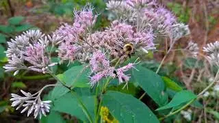 Common eastern bumble bee enjoying a sip from purple Joe-pye weed (Eutrochium purpureum).