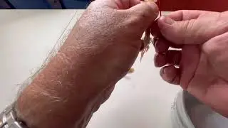 How to correctly put a Yabbie (Nipper) onto a hook. Dougie Burts Fishing Tip.