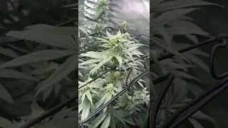 | Flower Day 21 | Blue Zushi | Strawberry Guava | Banoreoz#3 | #cannabis #grow #cali