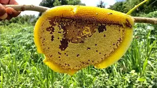 Today I was lucky enough to find a beehive | BroRin Official