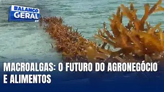 SC revoluciona o mercado com o cultivo de macroalgas
