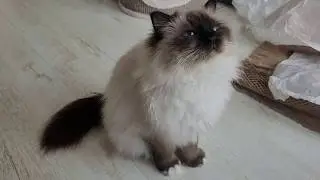Cat Meowing For Even More Snacks.... Succesfully