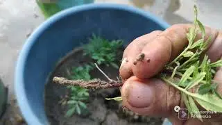 116. how to grow Jafri Marigold cutting with update.