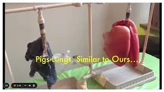 The Breathing System Recap (Mr Keogh St Davids Science)