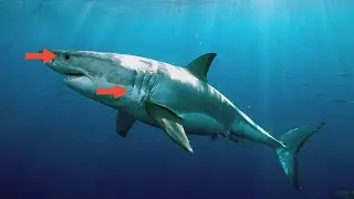Shark safety 101: Experts share tips amid growing fears