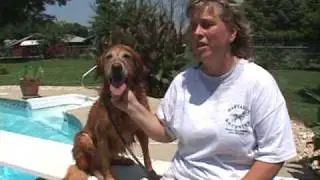 Ultimate Air Dogs in Training