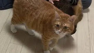 누봉이 쭉뺑이행님 만나기 | 닥스 | 닥스훈트 | 강아지 | 강아지일상 | 강아지영상  | 강아지브이로그 | 강아지유튜브