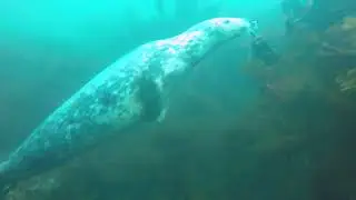 Farnes Seals 22Q4