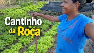 Transplantando mudinhas de alface 🥬 simples na ro&ccedil;a 