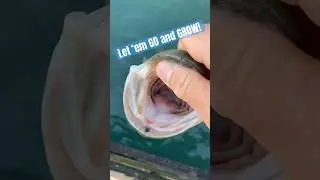 🔥BIG Bucketmouth Bass Release!🎣🔥#shorts #fishing #bassfishing