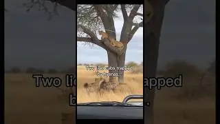 Two lion cubs trapped&hellip; what will happen next? #LionCubs #WildlifeRescue #NatureStory #shortvideo