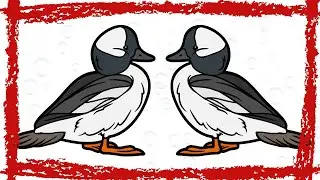 Bufflehead Duck (Bucephala albeola) Call & Sound | Bufflehead Duck Video | Bufflehead Duck Swimming