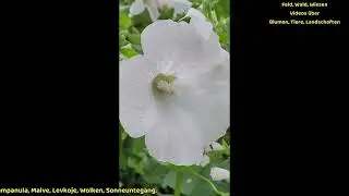 Anno 70     11 2025  Rudbeckia, Campanula, Malve, Levkoje, Tagetes, Wolken, Sonnenuntergang