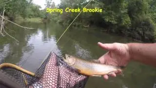 Fly Fishing Ants