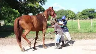 Agriviews Season 2: Front Runner