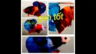 Đợt Cá Betta Koi Multi ngày 08/01/2026