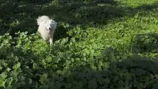 Samoyed Wilderness