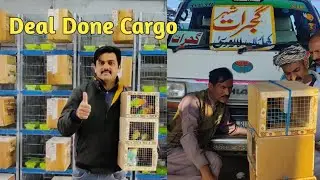 All birds Split Palefellow going new 🏠 Home Gujrat 😍