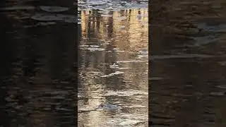 Gold & Silver # nature #reflections on water #creek #sunrise # sunshine on water # ripples in water